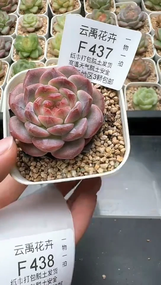 437F云禹多肉植物 默认脱土纸巾打包 3颗包邮