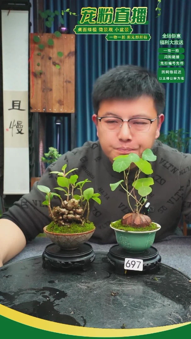 无花朵阿*苔藓微景观697号