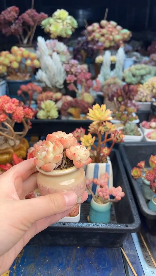 【闪购商品】676不带盆