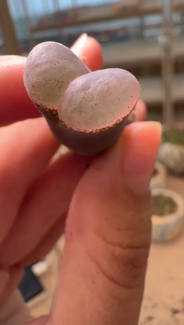美丽的肉石头16-87