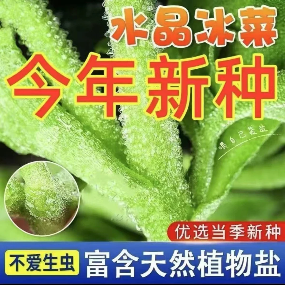 【水晶冰菜种子】四季易种耐热冰菜种籽阳台盆栽庭院易活蔬菜种子
