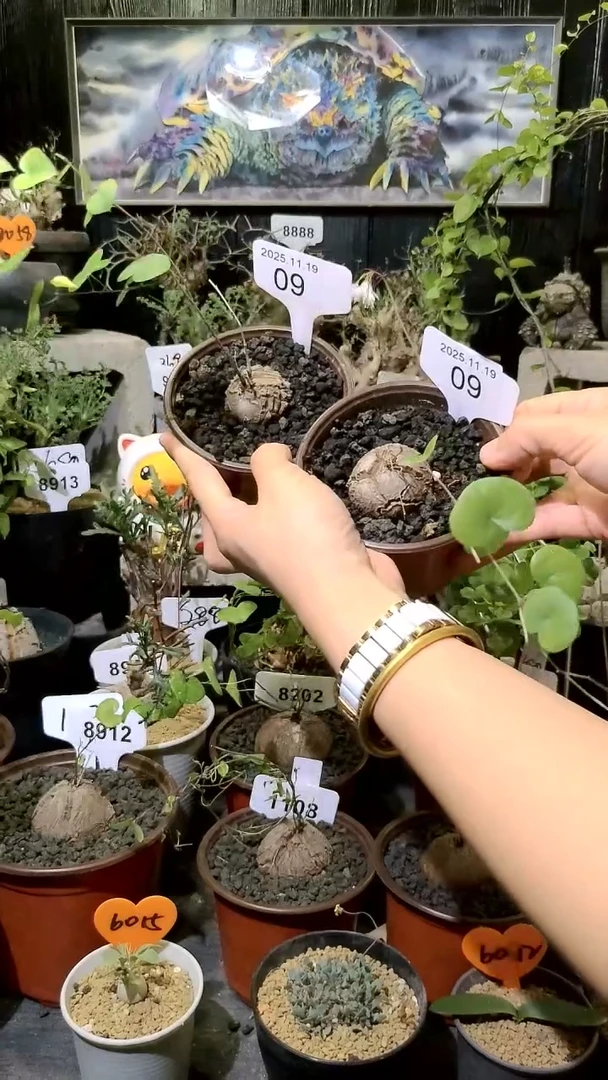 09号1119福利南非龟甲龙买一送一