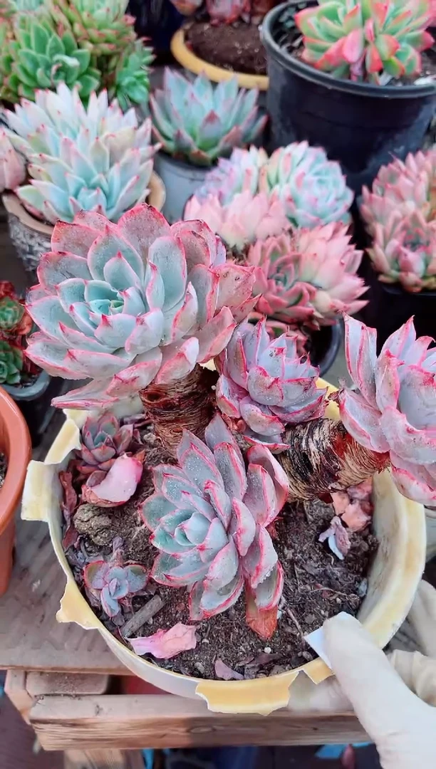 26052多肉植物一物一拍