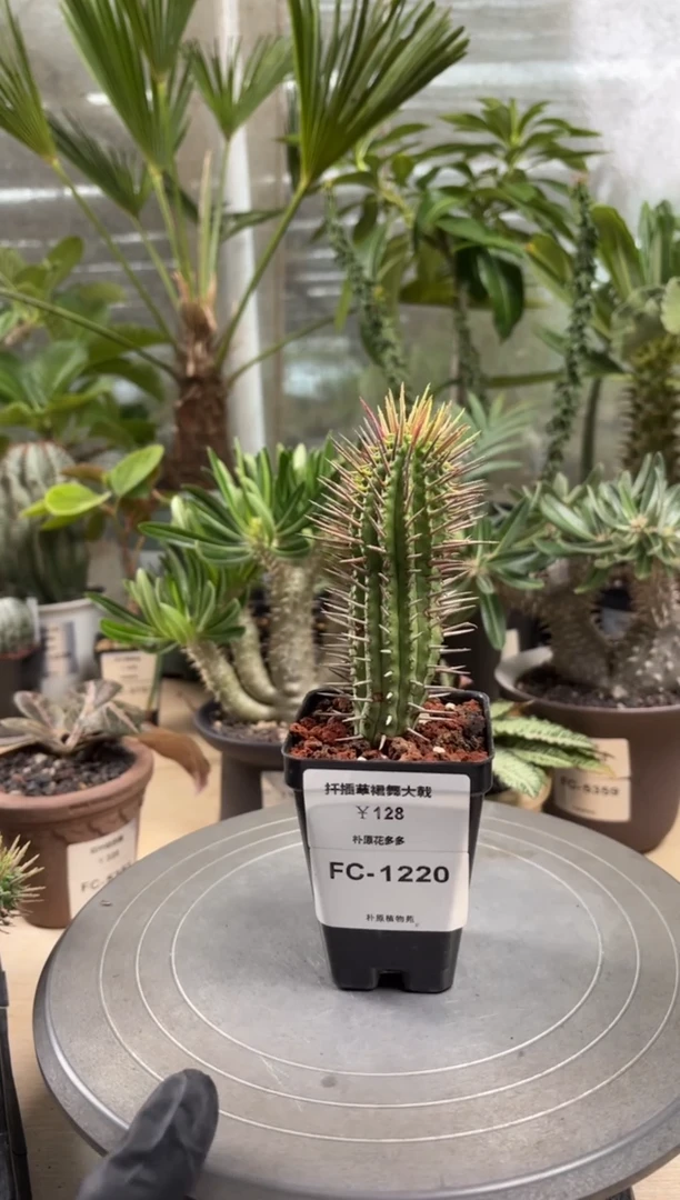 f*草裙舞大戟FC-1220