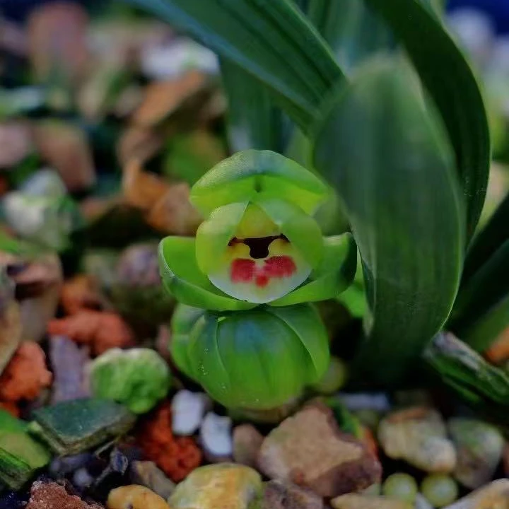 春兰YLL兰花邱邱唐