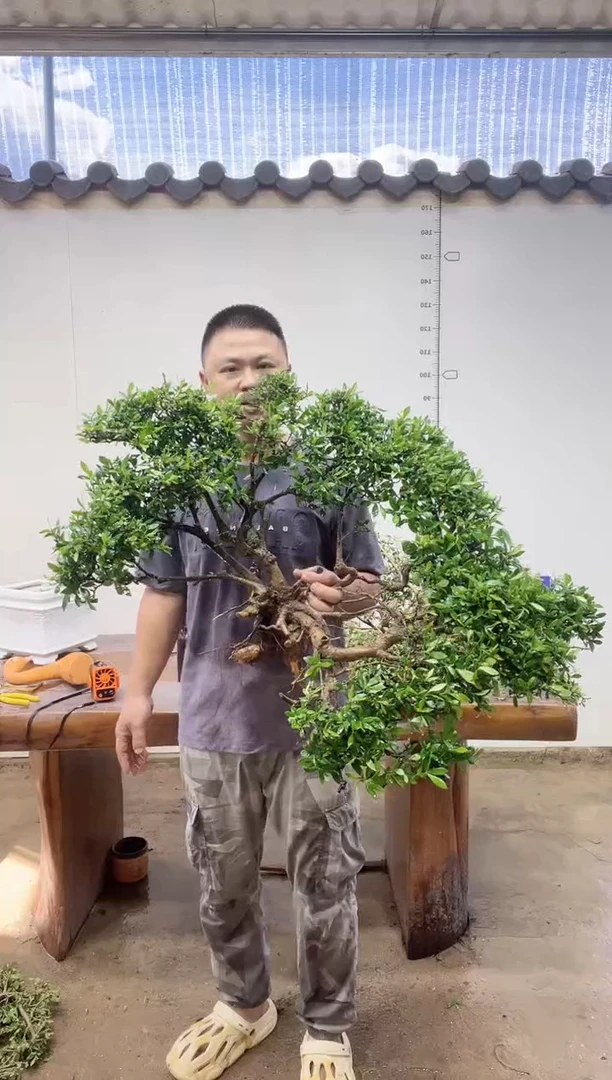 大量花朵（建议范围：8朵-15朵 或40%以上）和**寂海岛栀子花