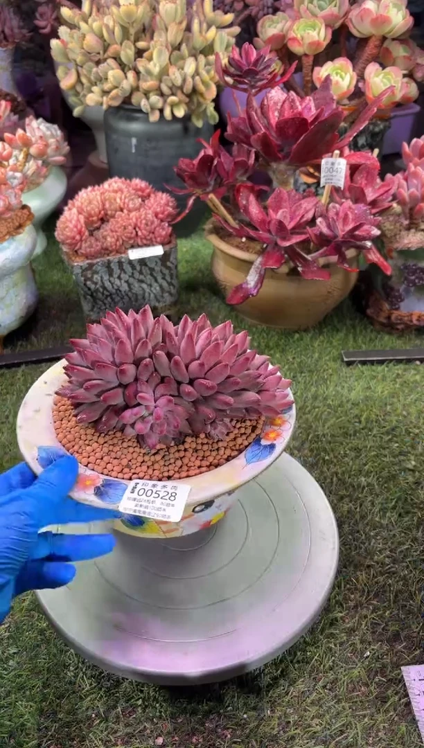 【闪购商品】00528