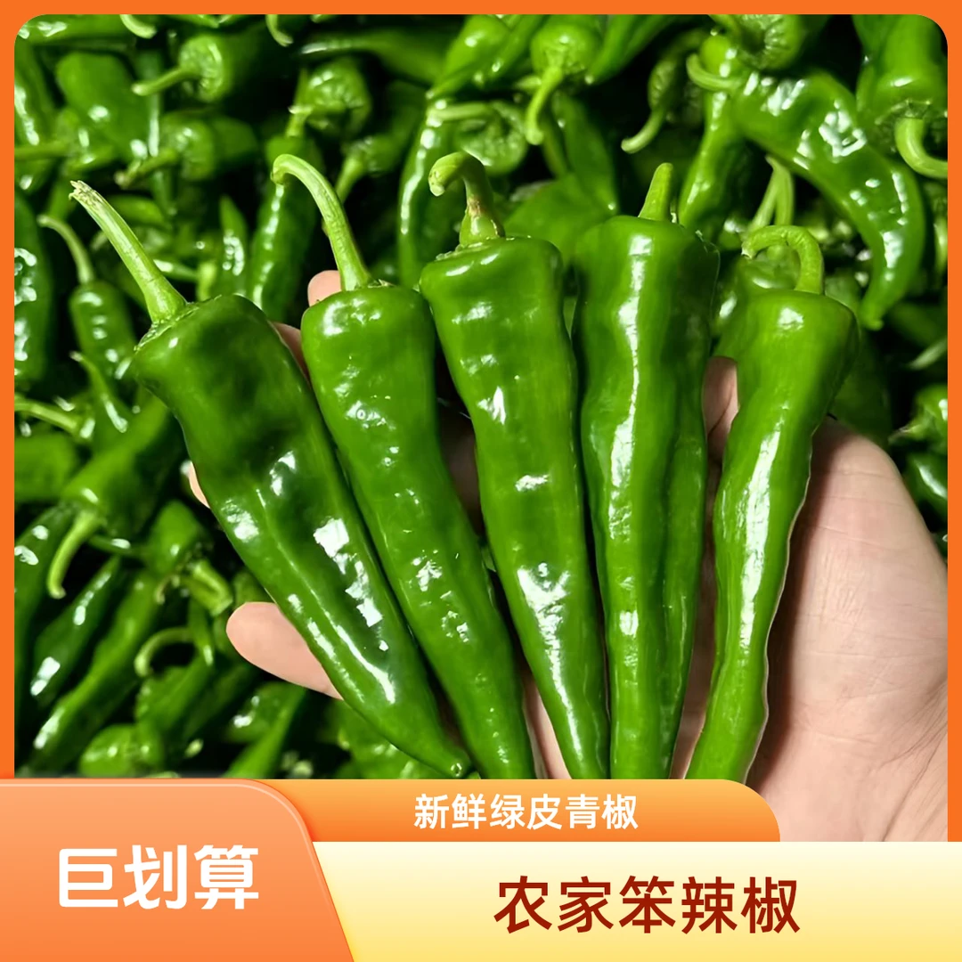 【邱县专属】河南固始笨辣椒薄皮土辣椒现摘现发3斤5斤包邮