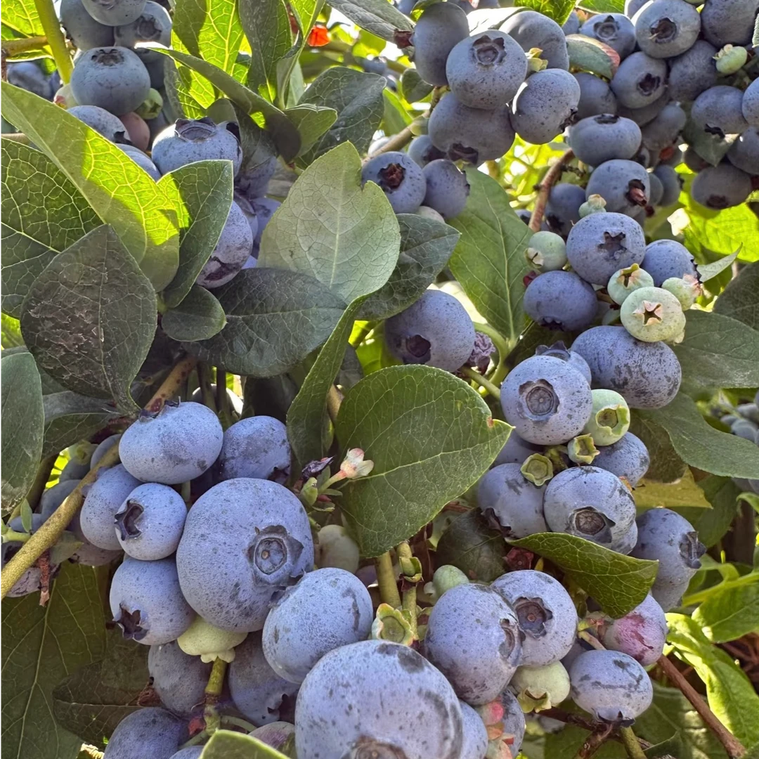 L25【蓝莓特大果】18~20mm新鲜采摘 应季头茬蓝莓 酸甜爆汁 400g/箱