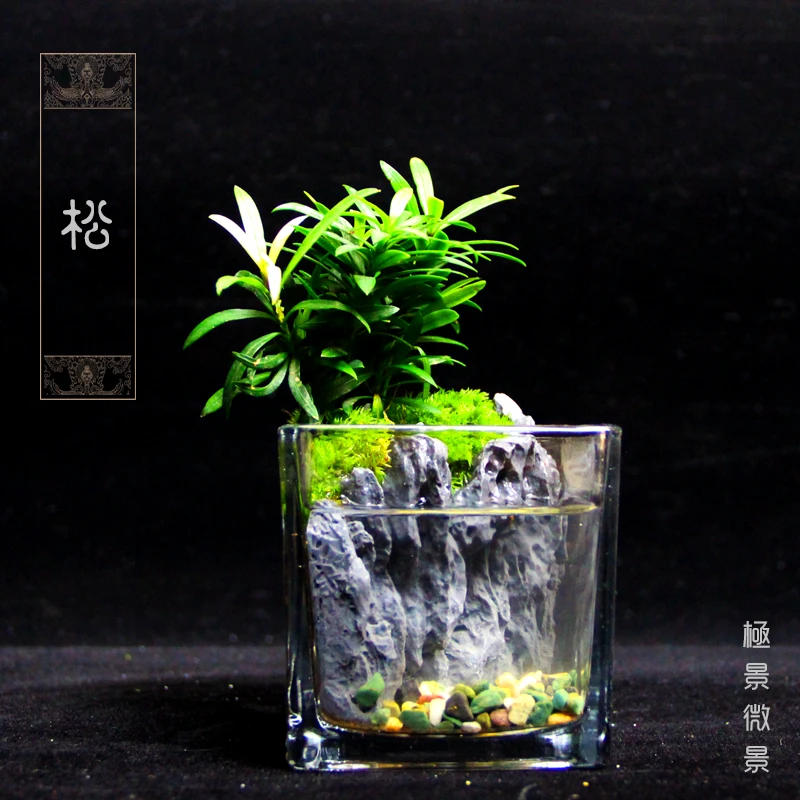8方罗汉松~ins风罗汉松青龙石带水桌面绿植微景观