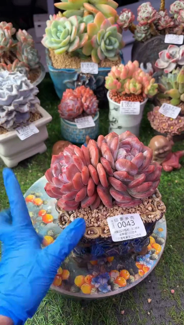 昆明印象多肉0043