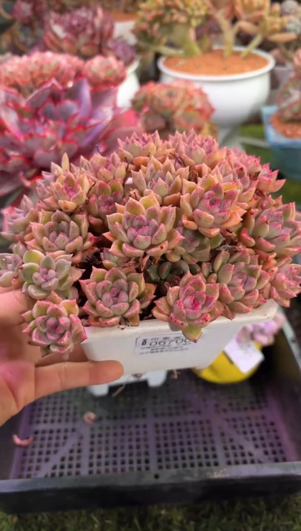 【闪购商品】06700