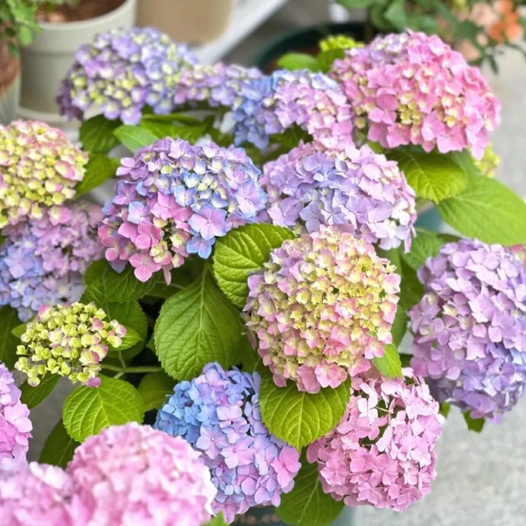 【一品花集】随机色【绣球】盆栽 云南昆明基地直发家用鲜花