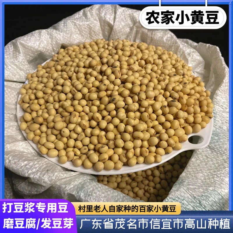 【农家小黄豆】小黑豆3斤起广东信宜农村里老人自种自晒黄豆打豆浆