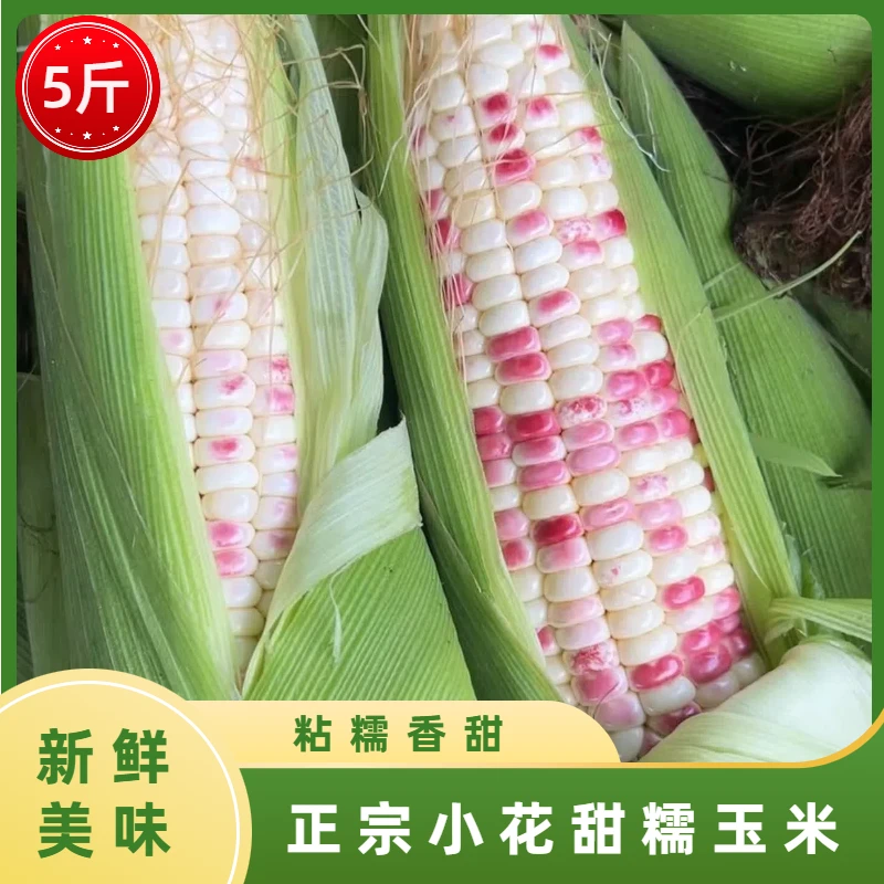 【正宗甜糯玉米】小花甜糯675 带叶玉米5斤 新鲜现摘直发 水果蔬菜