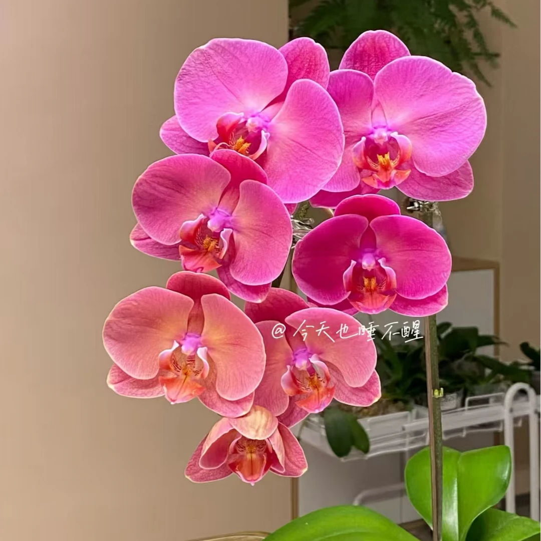 微瑕【金砖】3.0加高杯有花剑无花蝴蝶兰