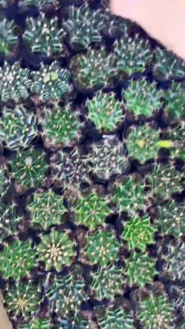 5颗 米哈牡丹【实生根】2-4cm