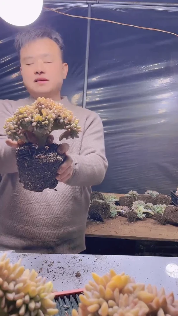 【闪购商品】缀化361