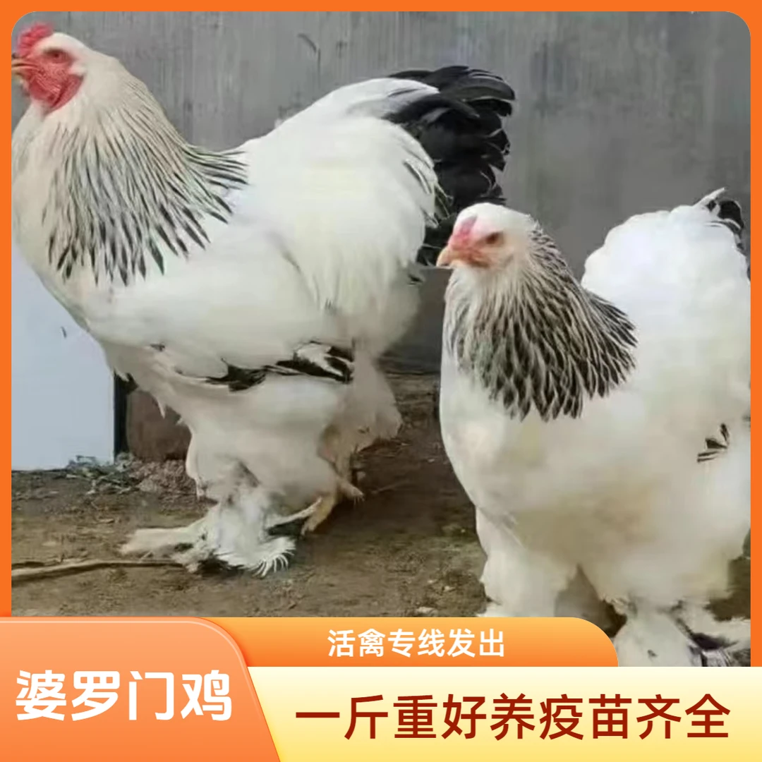【活体】婆罗门鸡宠物观赏鸡到手半斤以上