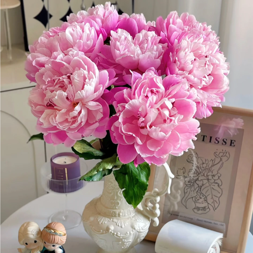 现货【粉凌红花】重瓣芍药鲜花，菏泽基地直发