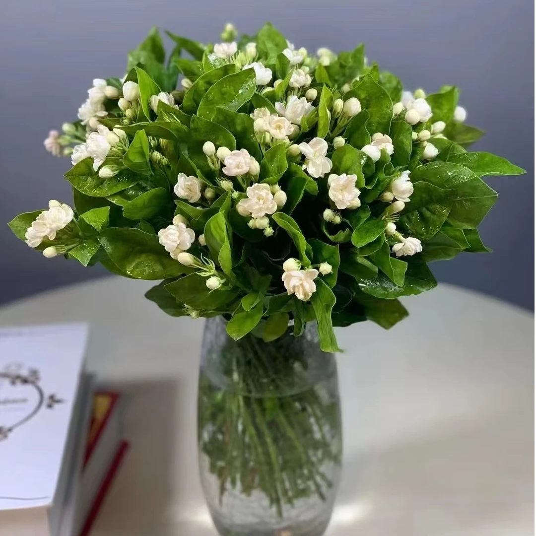 茉莉花 20支一把-香味十足，家庭鲜花 广东今天下单明天到-快递次日达