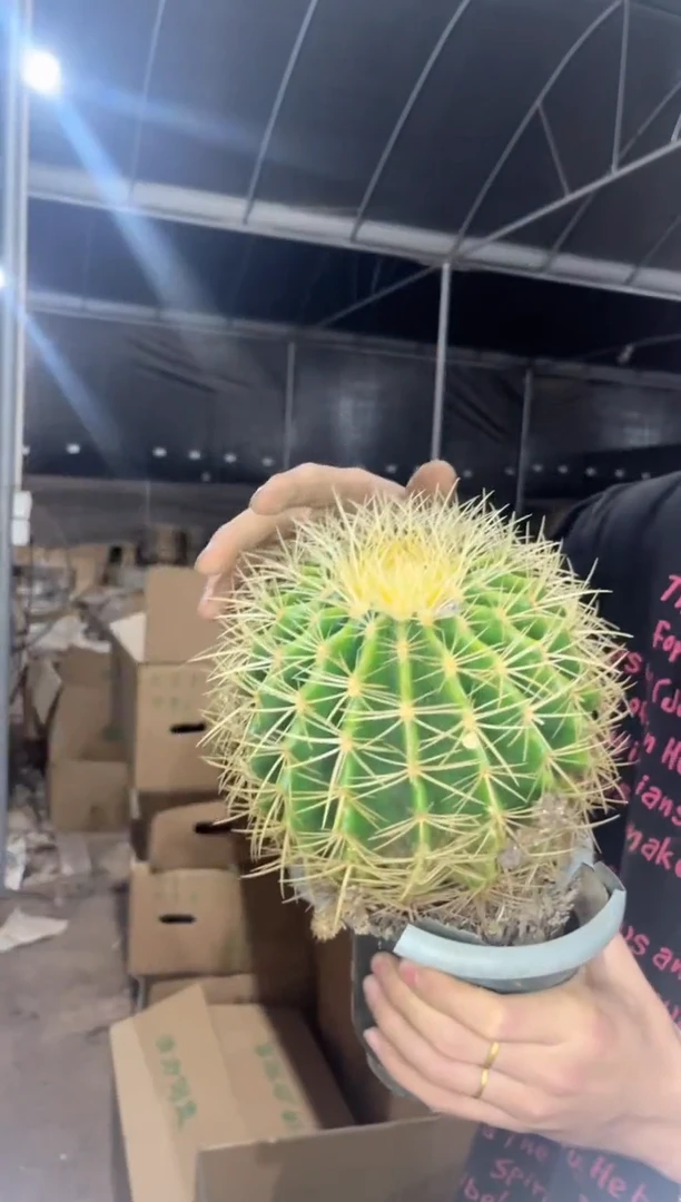 实生根 金虎 12-15cm