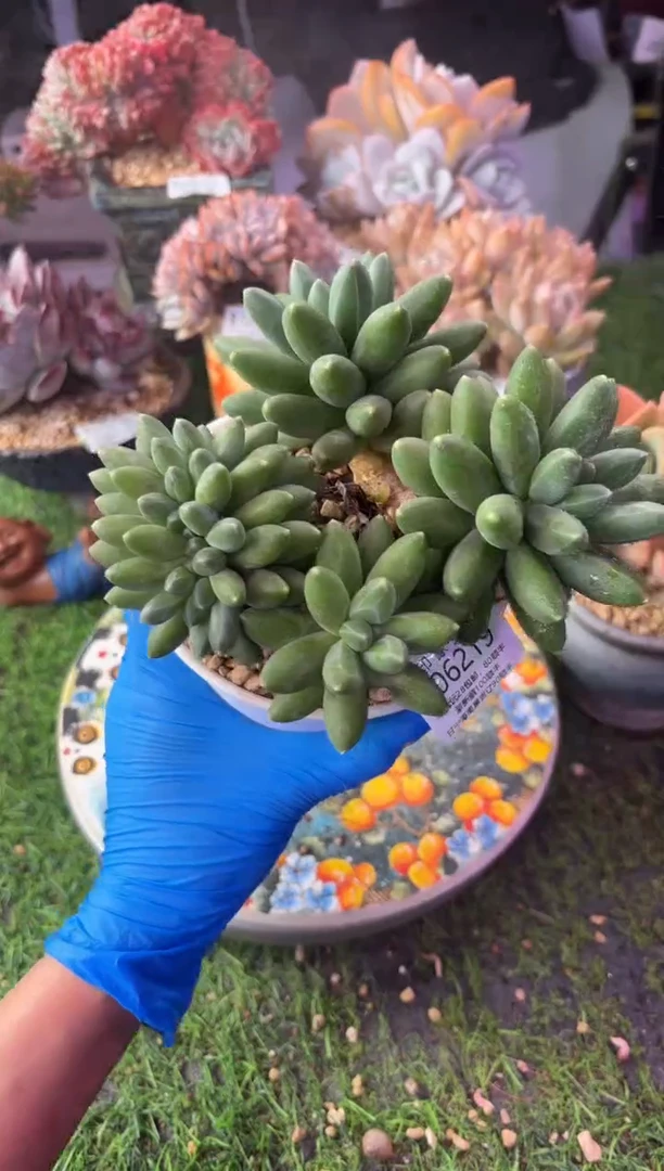 昆明印象多肉06219