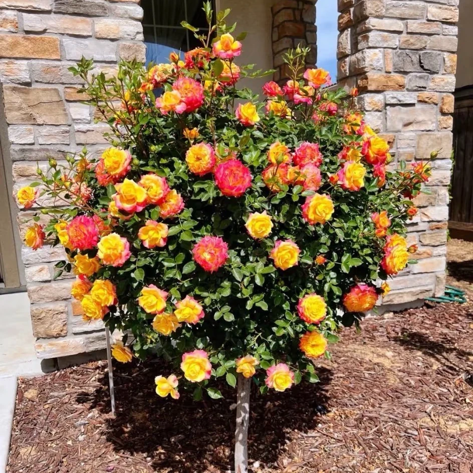 《蛋蛋》二加仑棒棒糖月季（彩虹）爆花机器带花苞新手小白种植