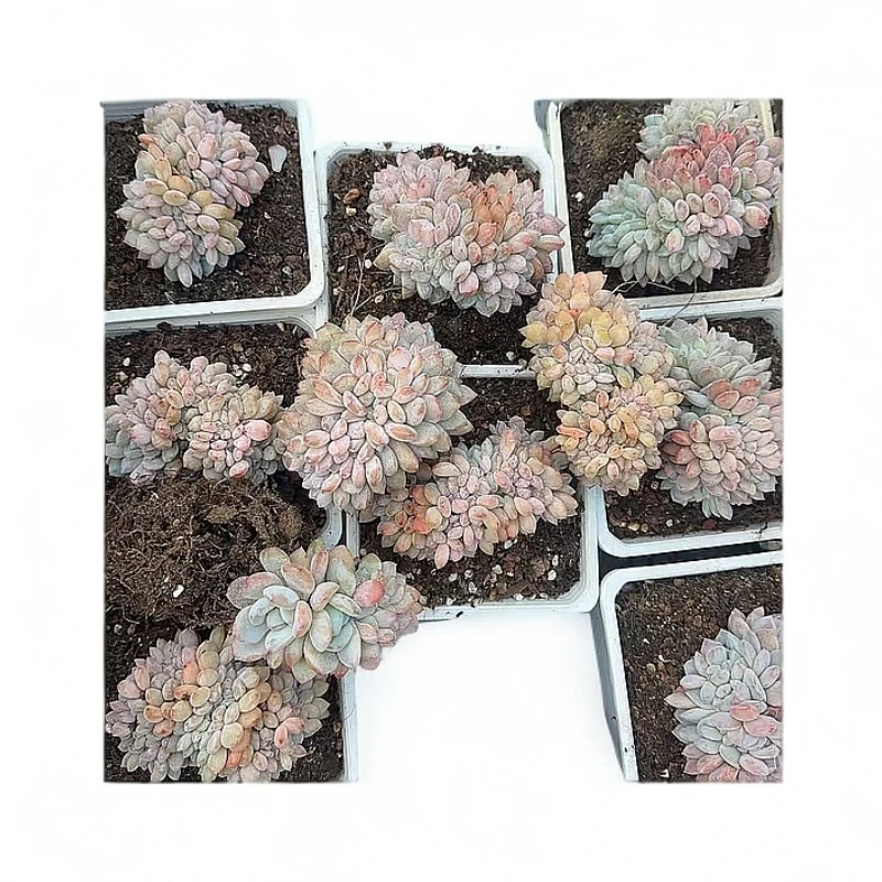 植迷园艺多肉植物3月8日小韩橙缀