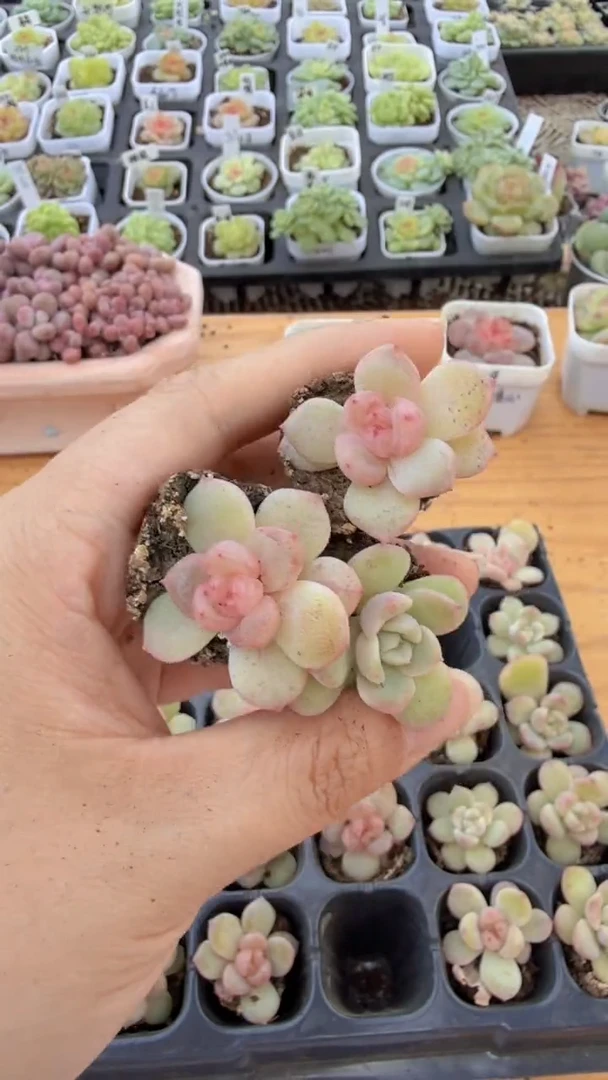 T322单双混 3颗量拍混发 满9.9包邮