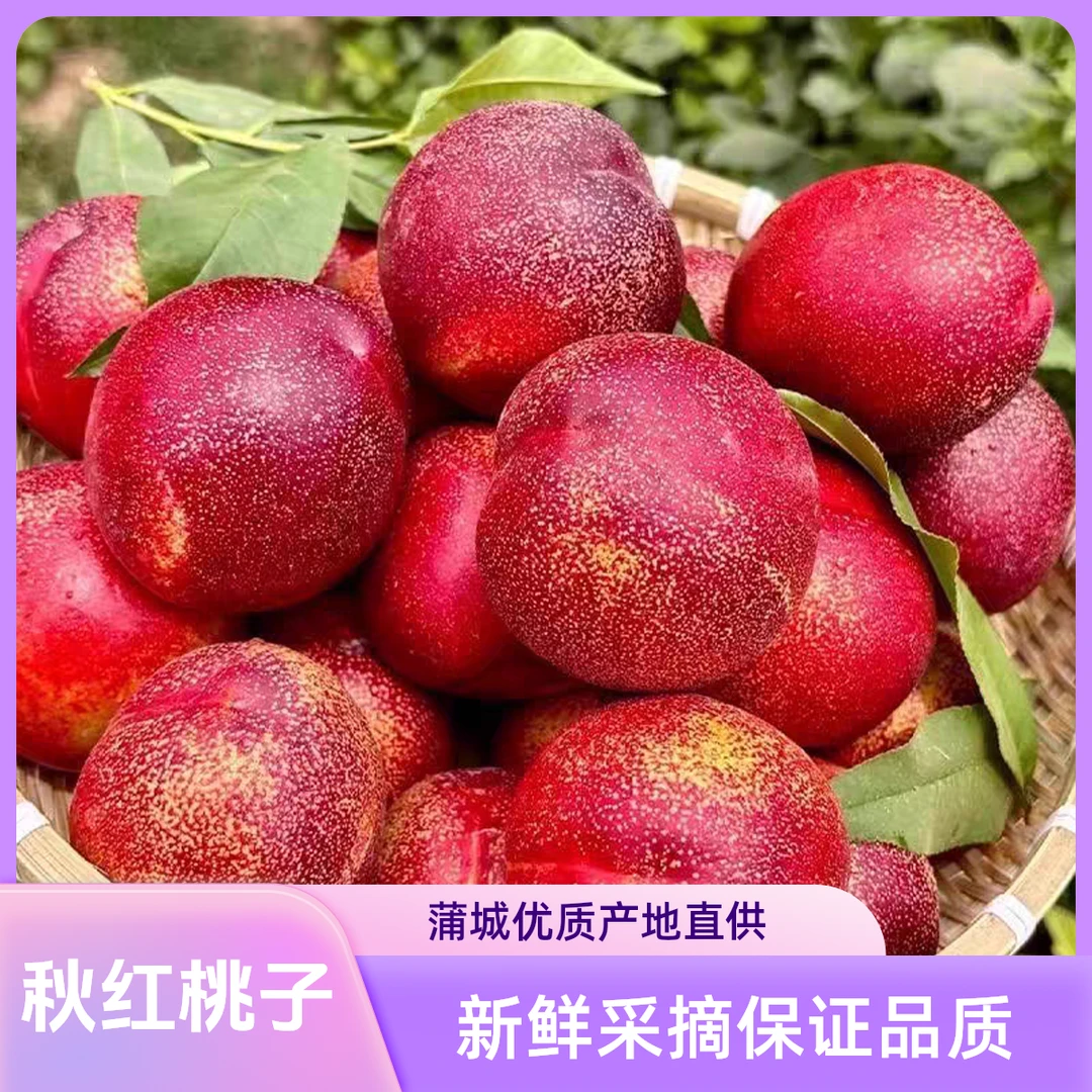 新鲜现摘红油桃口感脆甜蒲城直发应季水果