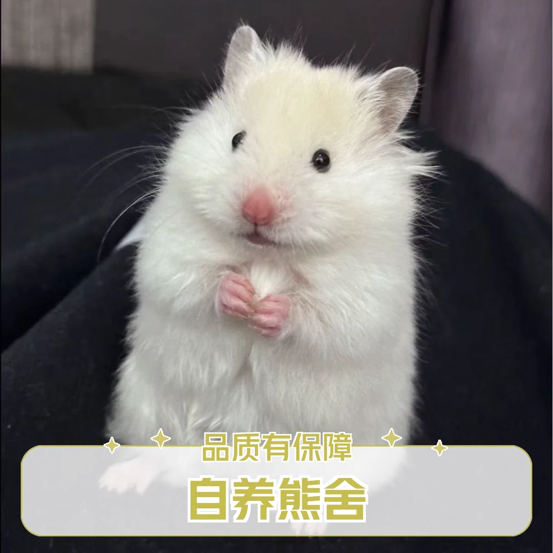 【现场挑选】金丝熊精品家养波利金丝熊活体亲人温顺仓鼠活宠物