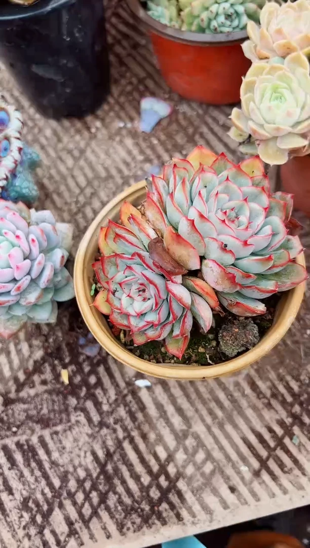 随**-多肉植物一物一拍03021