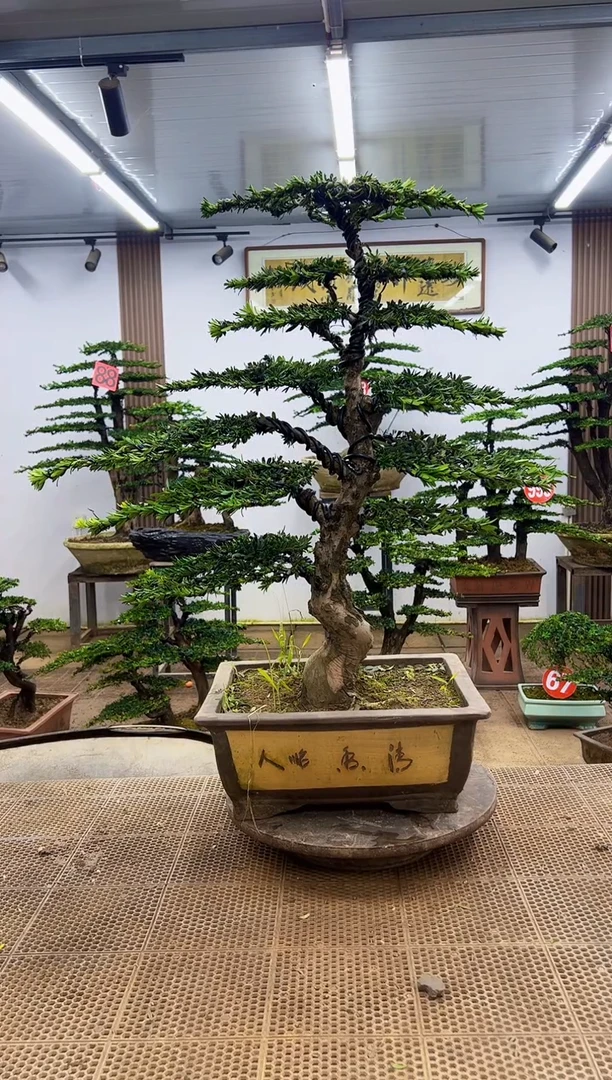 无花朵一物一拍，所见即所得