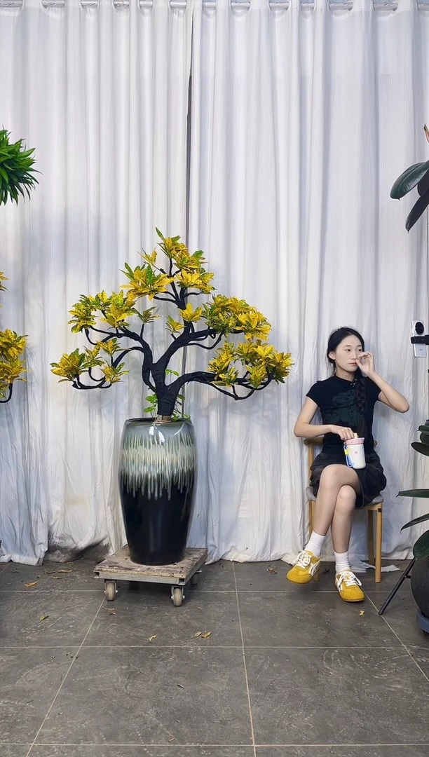 无花朵妙****锦洒金榕栽好种好一整套