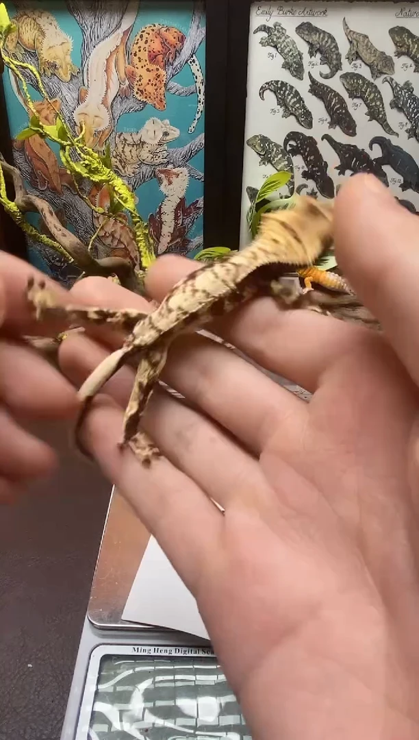 睫角守宫鳞与尾 Scale Tail 爬宠HJ15