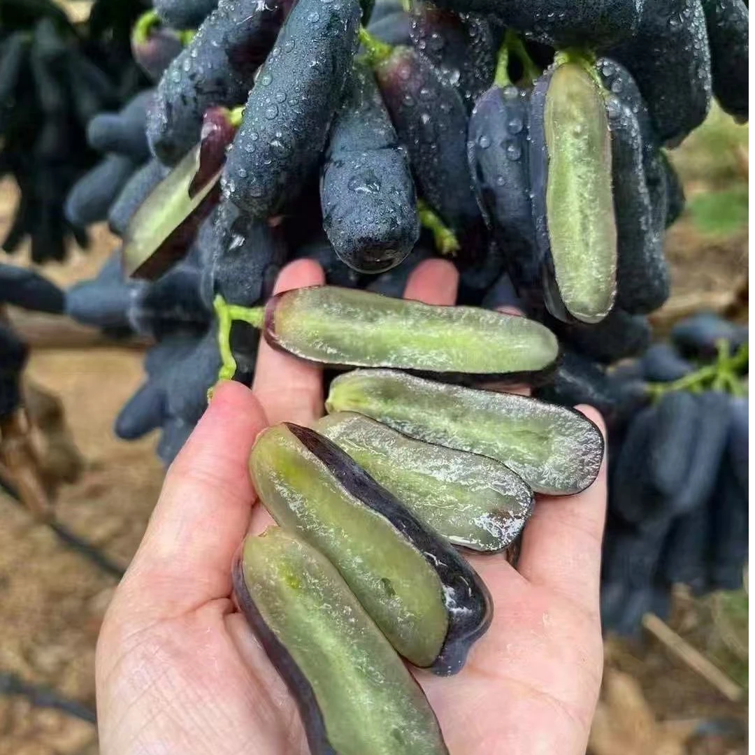 云南金手指葡萄 脆甜无籽果肉化渣 新鲜采摘 1.5斤，3斤，5斤装云南省