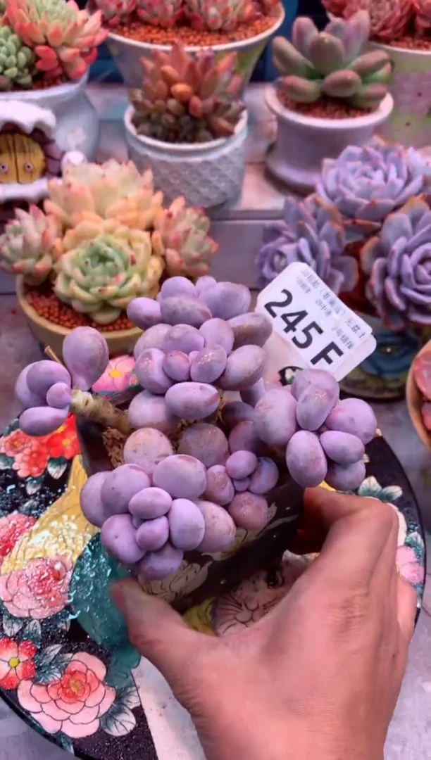 橙雪球245F（一物一拍，精品多肉，w所见即所得 ）