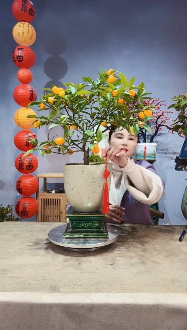 【闪购商品】盆景脆皮金桔