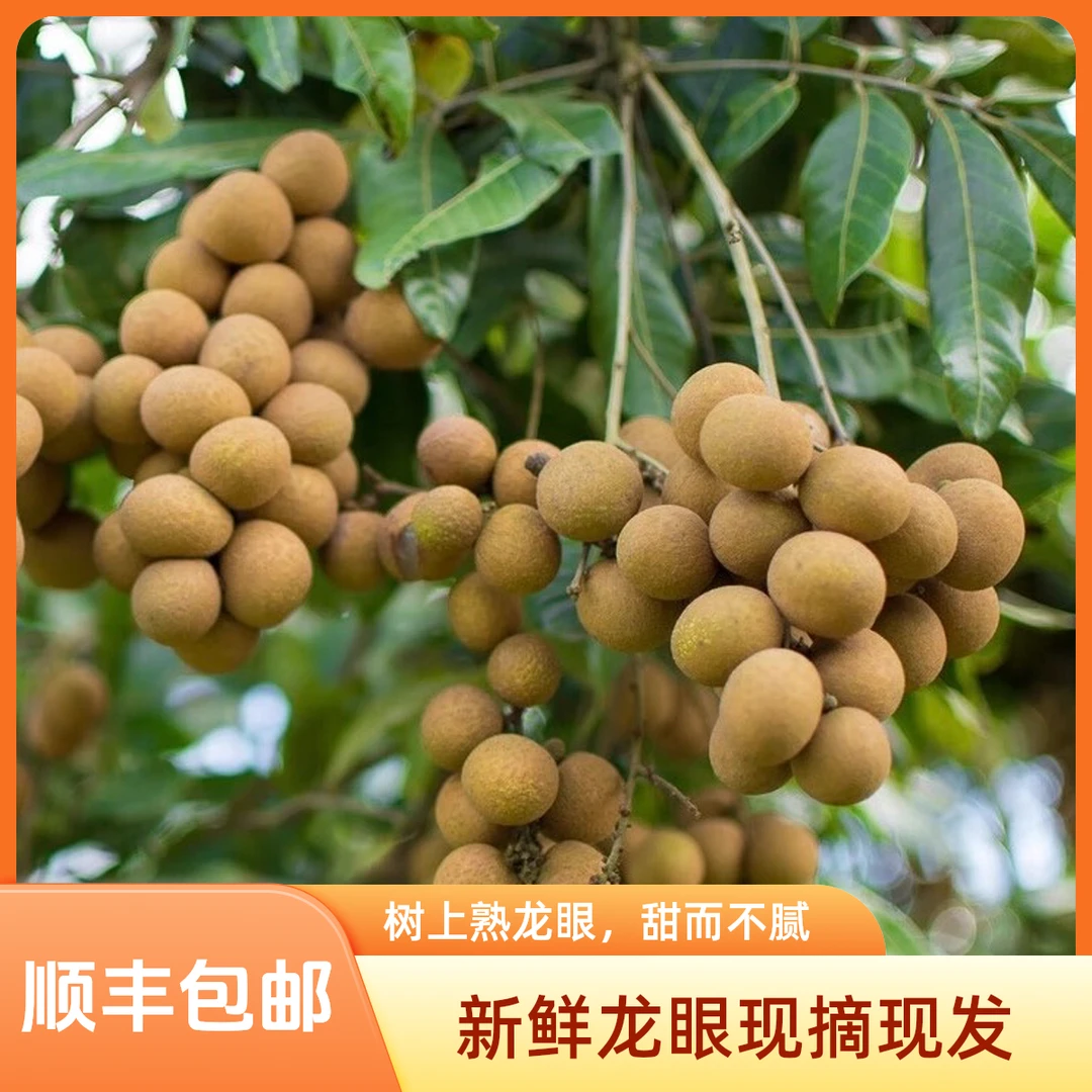 【顺丰包邮】广西平南石硖龙眼现摘当季脆甜饱满地理标志性农产品
