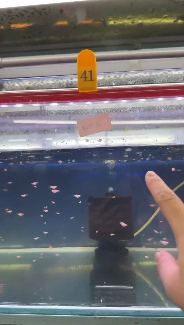 孔雀鱼41缸黄金蕾丝猫球苗10条