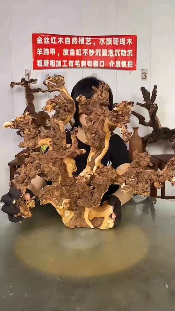 香榧木爱**树金丝红木 羊蹄甲