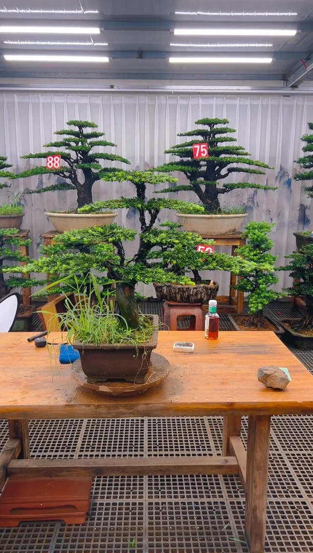 无花朵华**身精品盆景直播间一物一拍