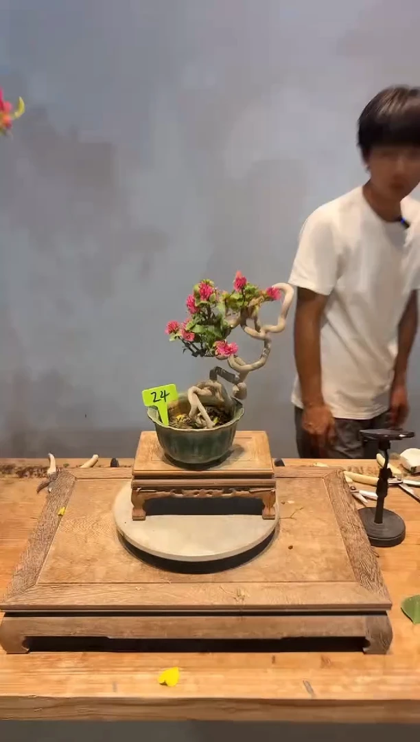 全部花朵用****6三角梅24