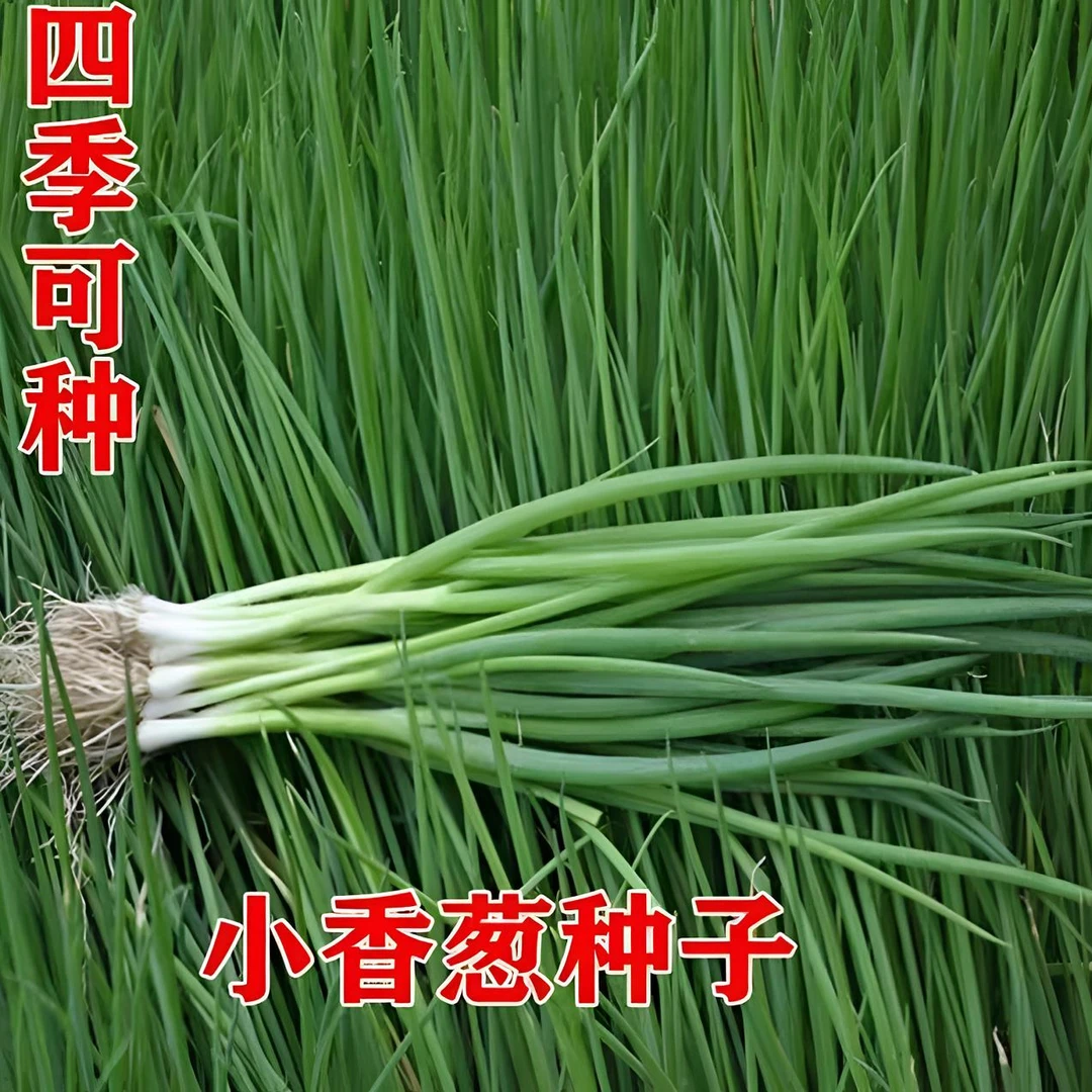 【小香葱种子】四季易种小香葱阳台室移栽盆栽葱种子家庭菜种子