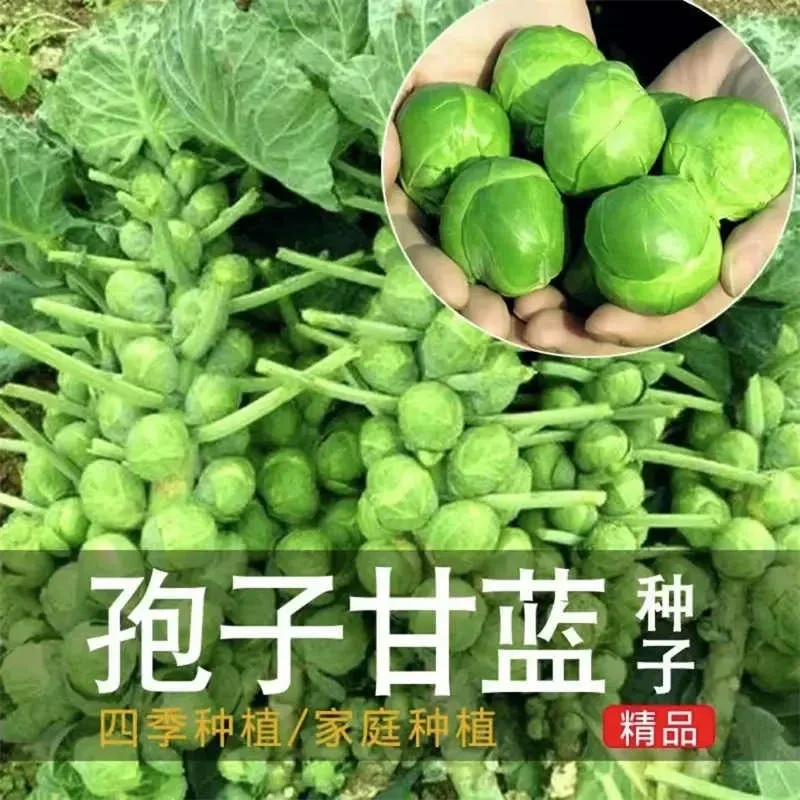 孢子甘蓝种子抱子甘蓝春秋季小型芽球包心菜阳台庭院四季播