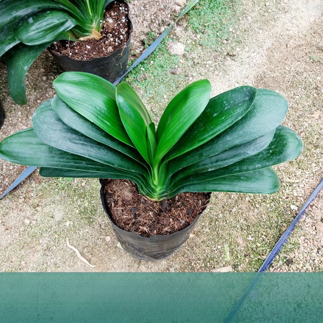 圆头和尚君子兰 和尚头 盆栽 小苗客厅精品