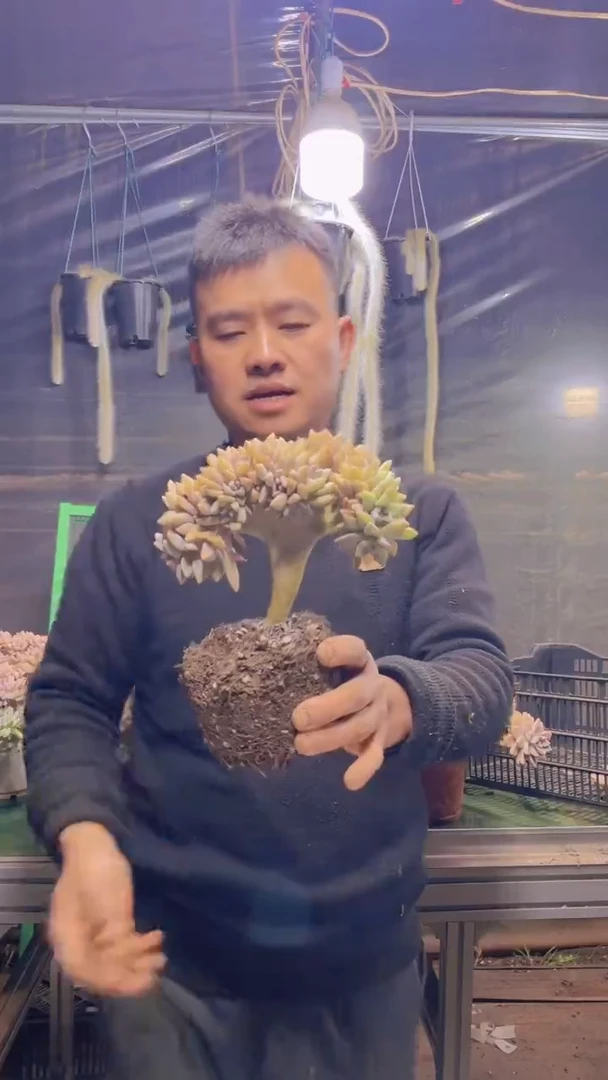 253淡雪缀化一物一拍