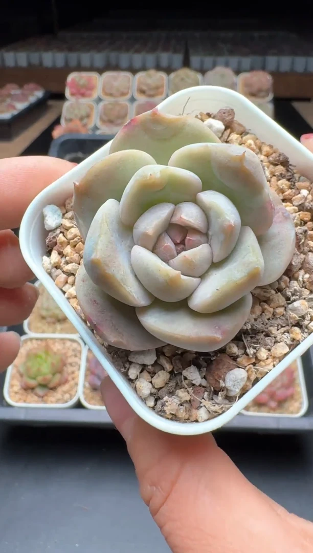 【闪购商品】840号一物一拍珍妮多肉花卉植物3颗起发