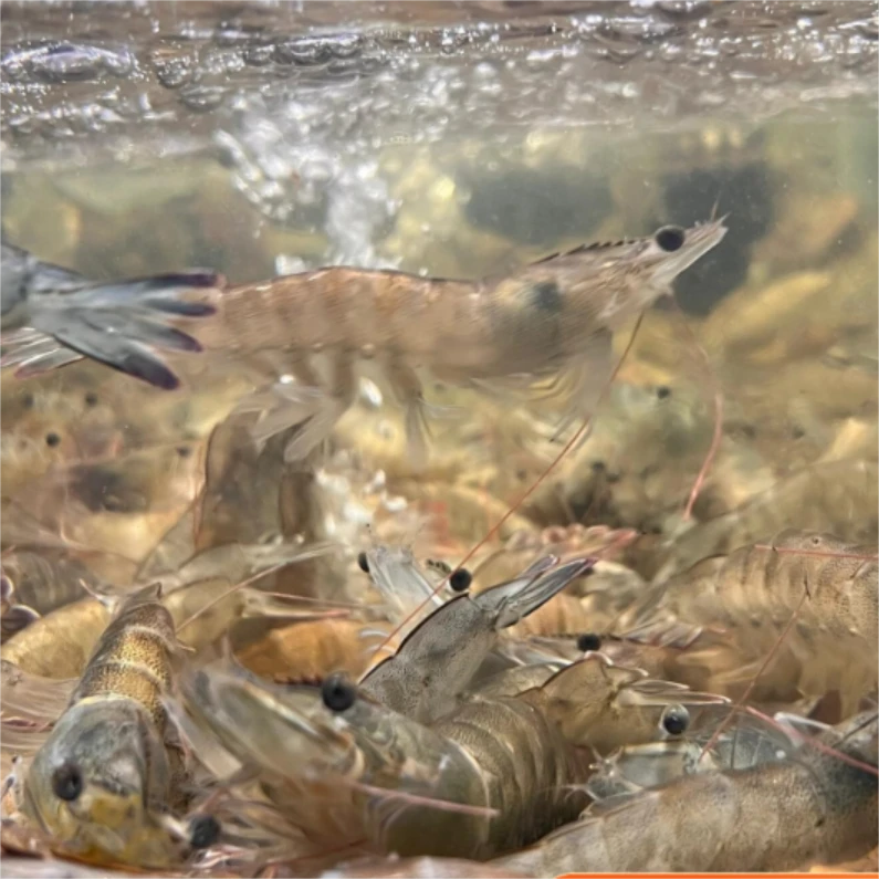 【虾类】湛江虾/大明虾 活虾现冻发货包鲜不保活大虾